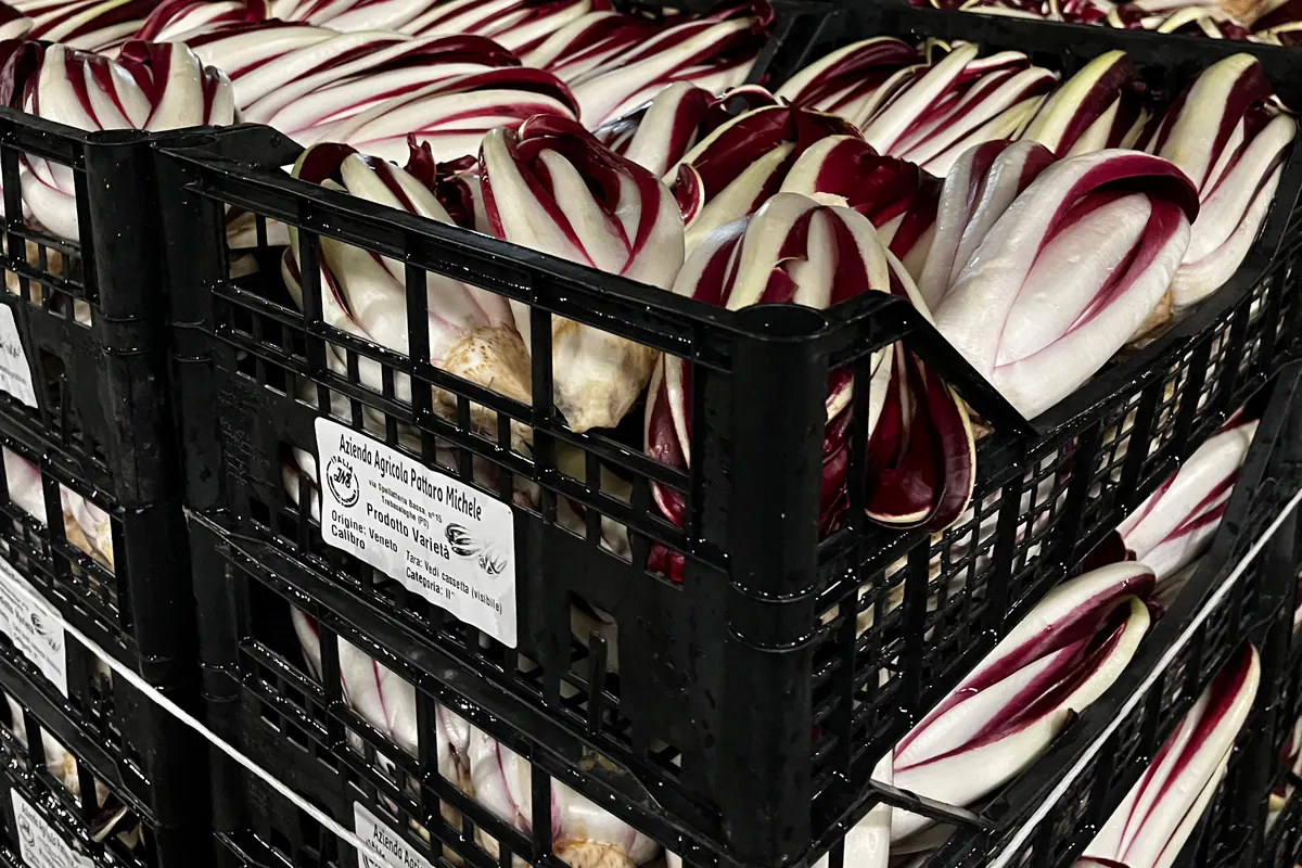 Cassette di Radicchio Rosso di Treviso con l’etichetta dell’Azienda Agricola Pattaro Michele, pronte per la consegna