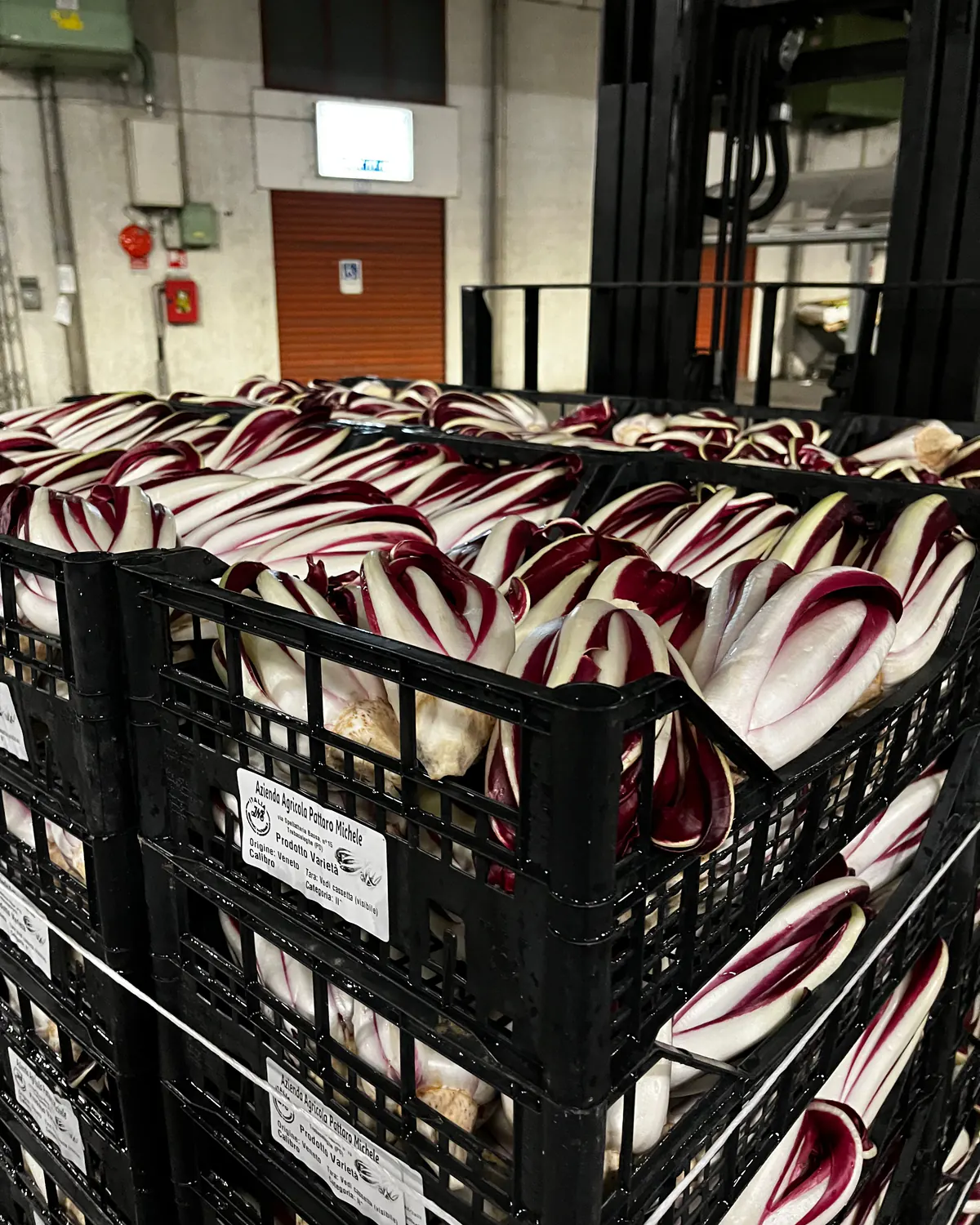 Cassette di Radicchio Rosso di Treviso con l’etichetta dell’Azienda Agricola Pattaro Michele, pronte per la consegna