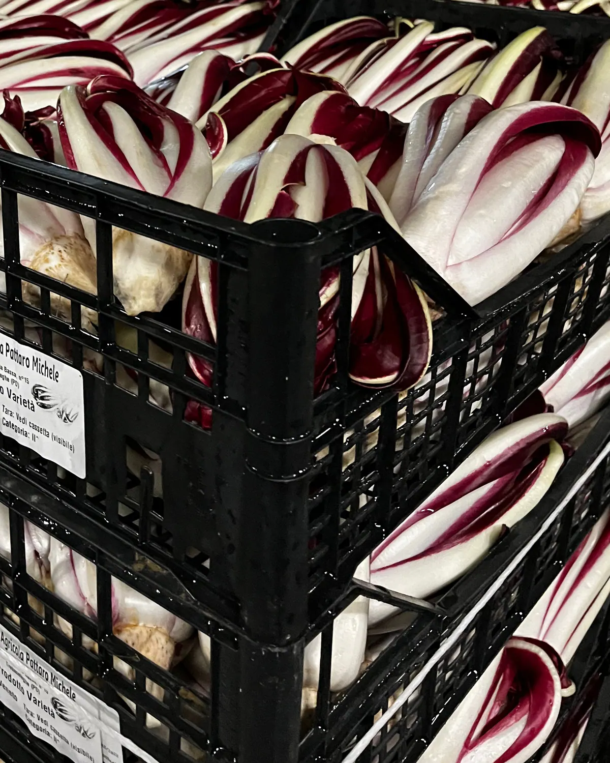 Cassette di radicchio con l’etichetta Pattaro, pronte per la consegna