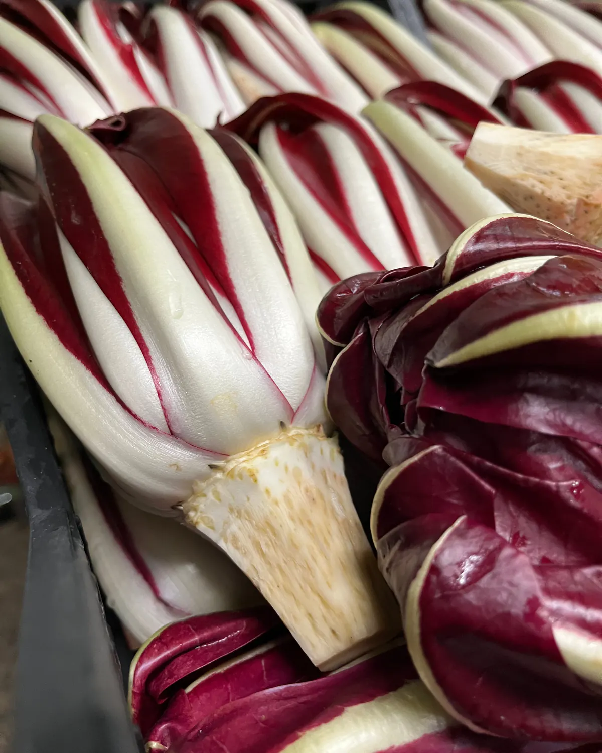 Dettaglio ravvicinato di cespi di Radicchio Rosso di Treviso in cassetta: coste bianche e foglie rosso intenso