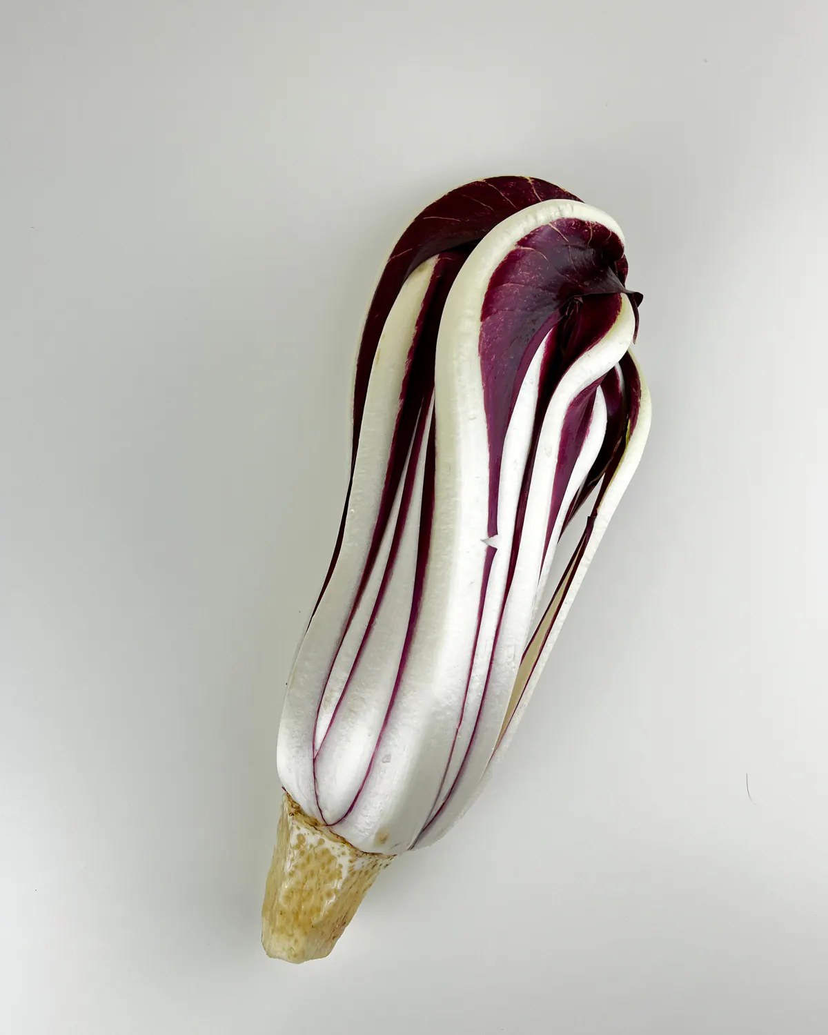 Un cespo di Radicchio Tardivo selezionato, pronto per la cassetta