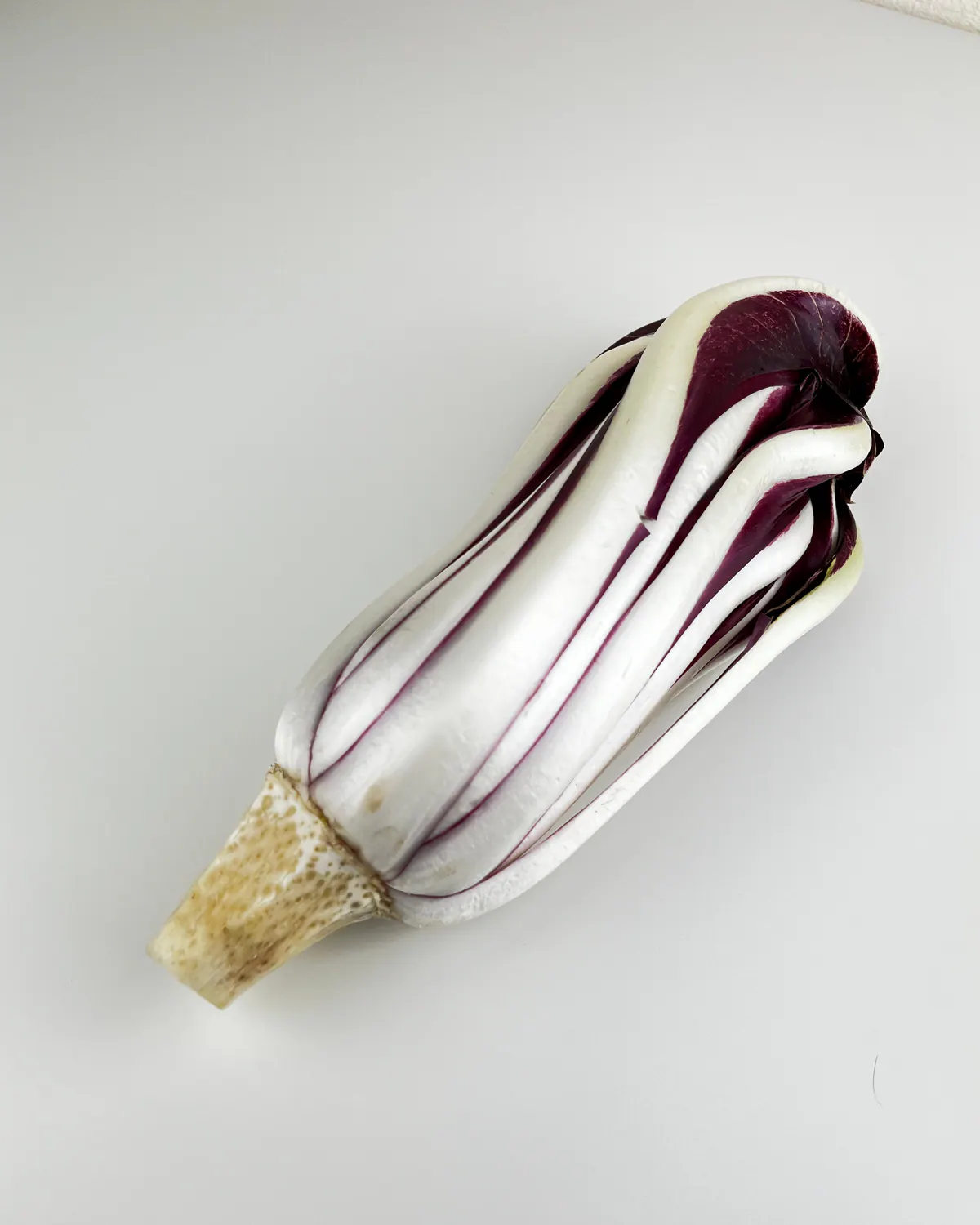 Un cespo intero di Radicchio Rosso di Treviso Tardivo, con le foglie che si arricciano verso l’interno