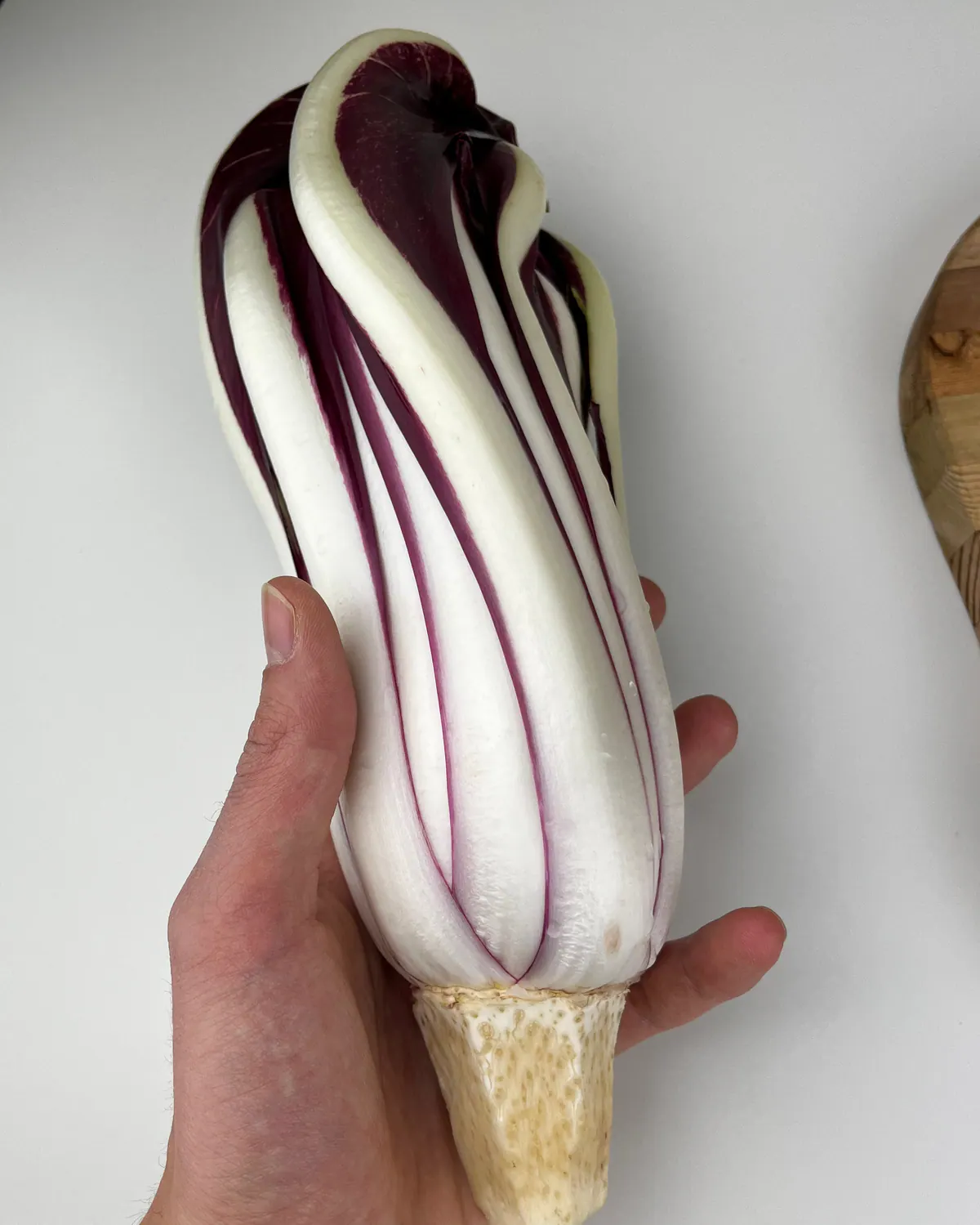 Mano che tiene un cespo di Radicchio Tardivo rifinito